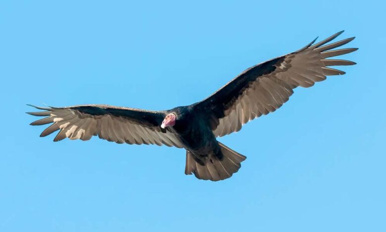वन विहार हो रहा है गिद्ध संरक्षण के अंतर्राष्ट्रीय उत्कृष्टता केंद्र के रूप में स्थापित