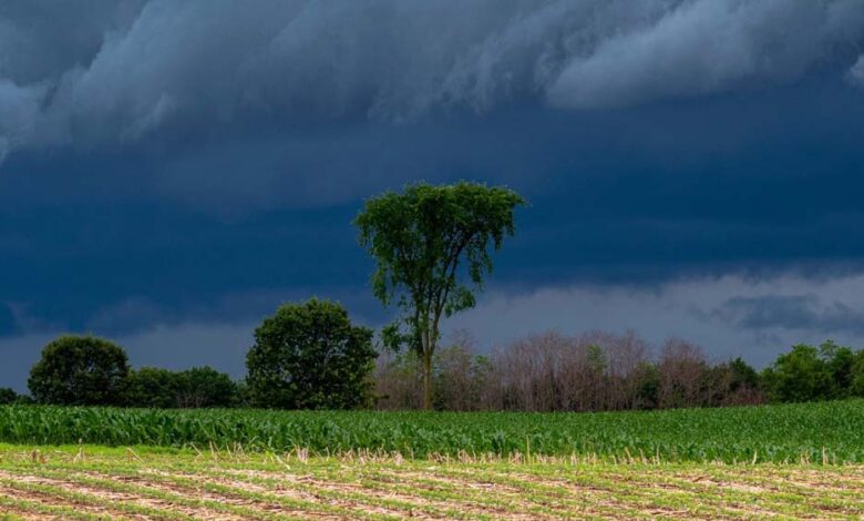 MP में मानसून कमजोर पड़ सकता है, IMD ने दी कम बारिश की चेतावनी, इंदौर-ग्वालियर में सूखा संभव