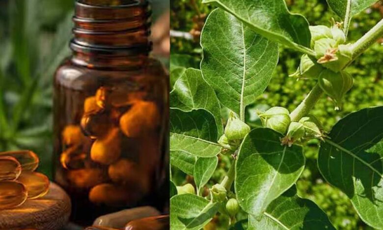 FSSAI का बड़ा फैसला: अश्वगंधा की पत्तियों पर रोक क्यों? जानें जड़ के फायदे और नुकसान