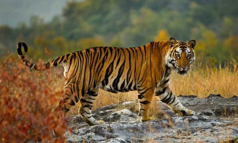 54 बाघों की मौत से हिला सिस्टम, रिजर्व के बाहर भी मिलेगा स्पेशल प्रोटेक्शन, जानिए नई TOTR स्कीम