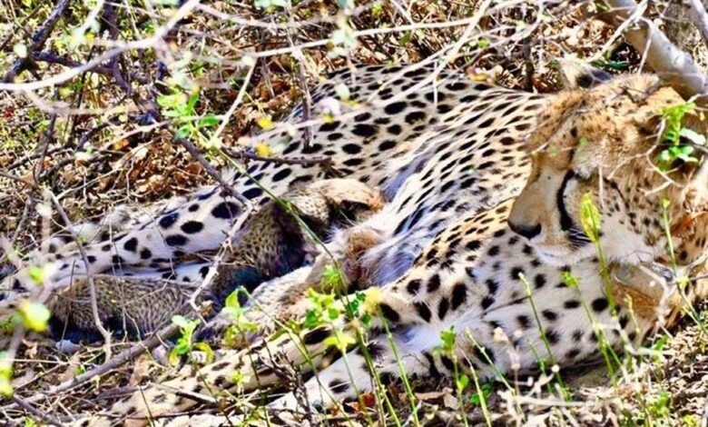 कूनो नेशनल पार्क-चीतों का नया घर ही नहीं, अब सफल ग्लोबल ब्रीडिंग सेंटर