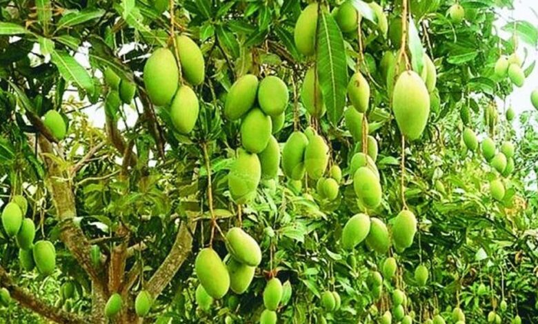 आम मौसम नहीं रहेगा खास, हर दो दिन में बदलाव, आंधी, बारिश और गर्मी से फसलें प्रभावित